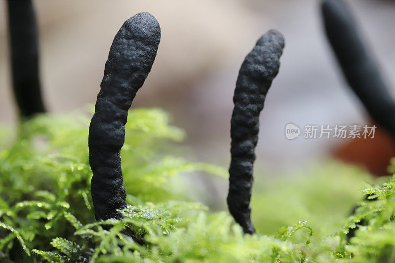 死人的手指(Xylaria polymorpha)